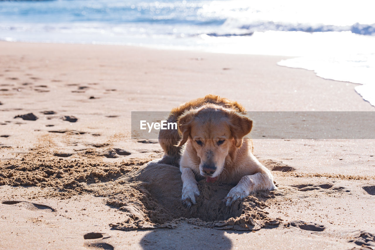 PORTRAIT OF A DOG ON THE BEACH