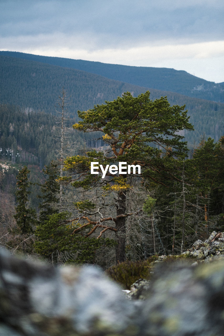 High angle view of trees and mountains against sky