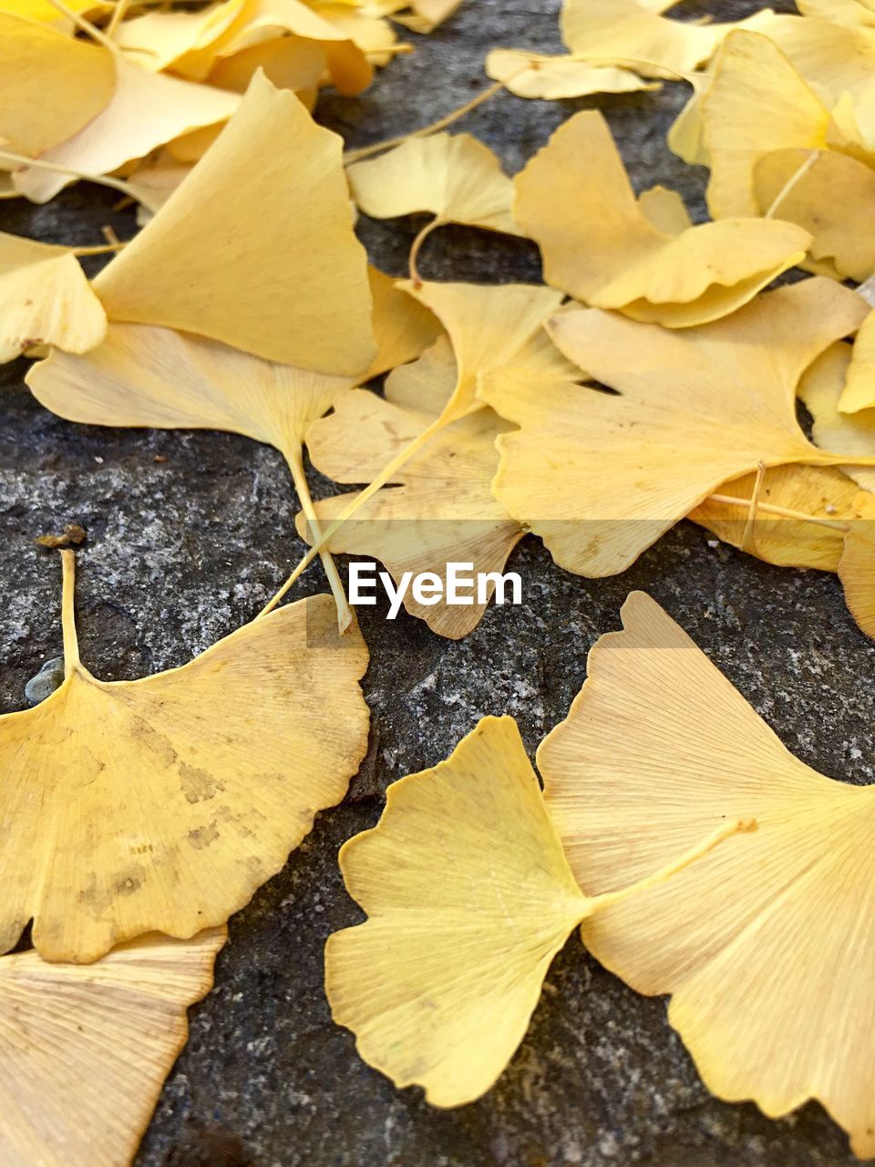 Close-up of yellow leaves on rock