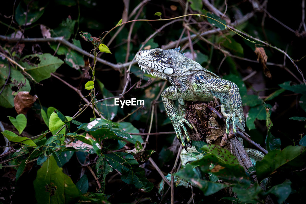 Close-up of lizard on plant