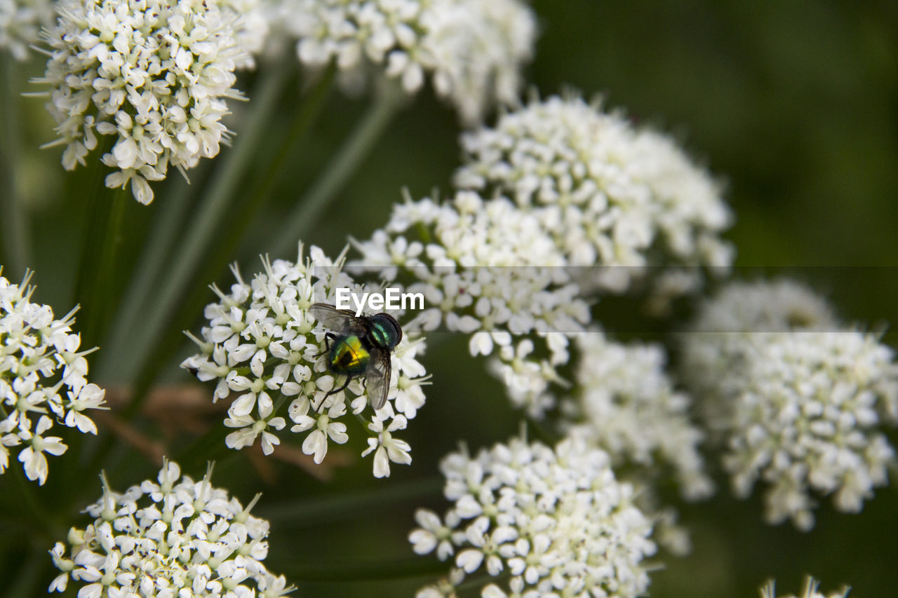 CLOSE-UP OF BEE POLLINATING ON WHITE FLOWER