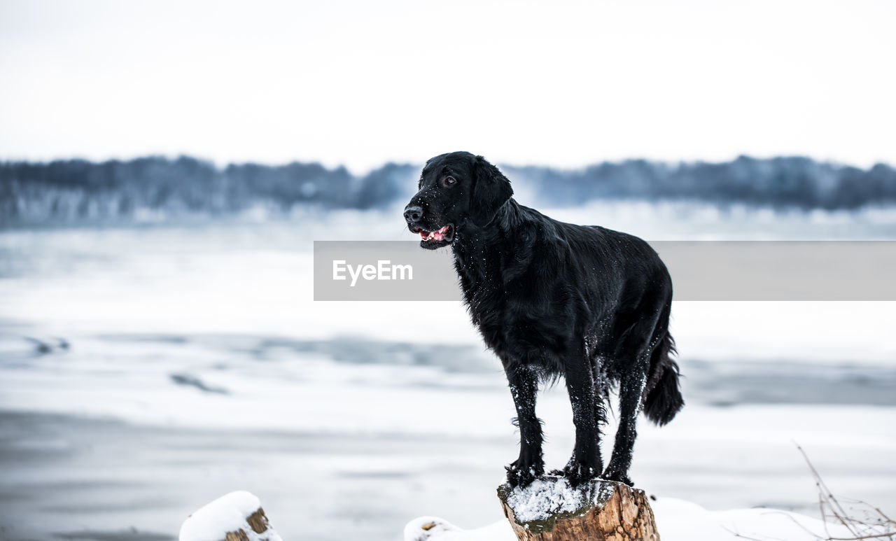 Black dog looking away