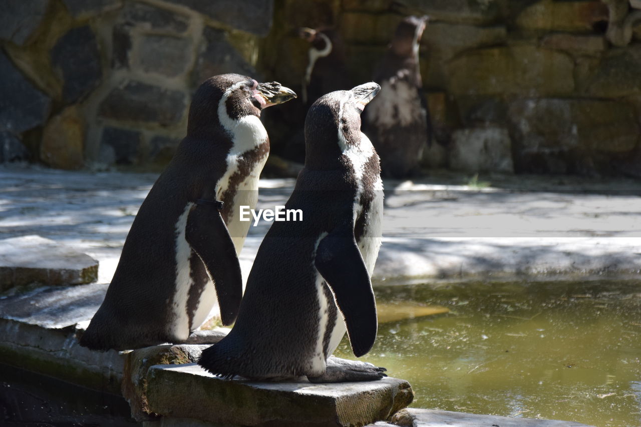 VIEW OF AN ANIMAL AT ZOO