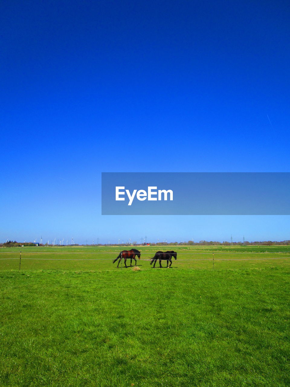 Scenic view of field against clear blue sky