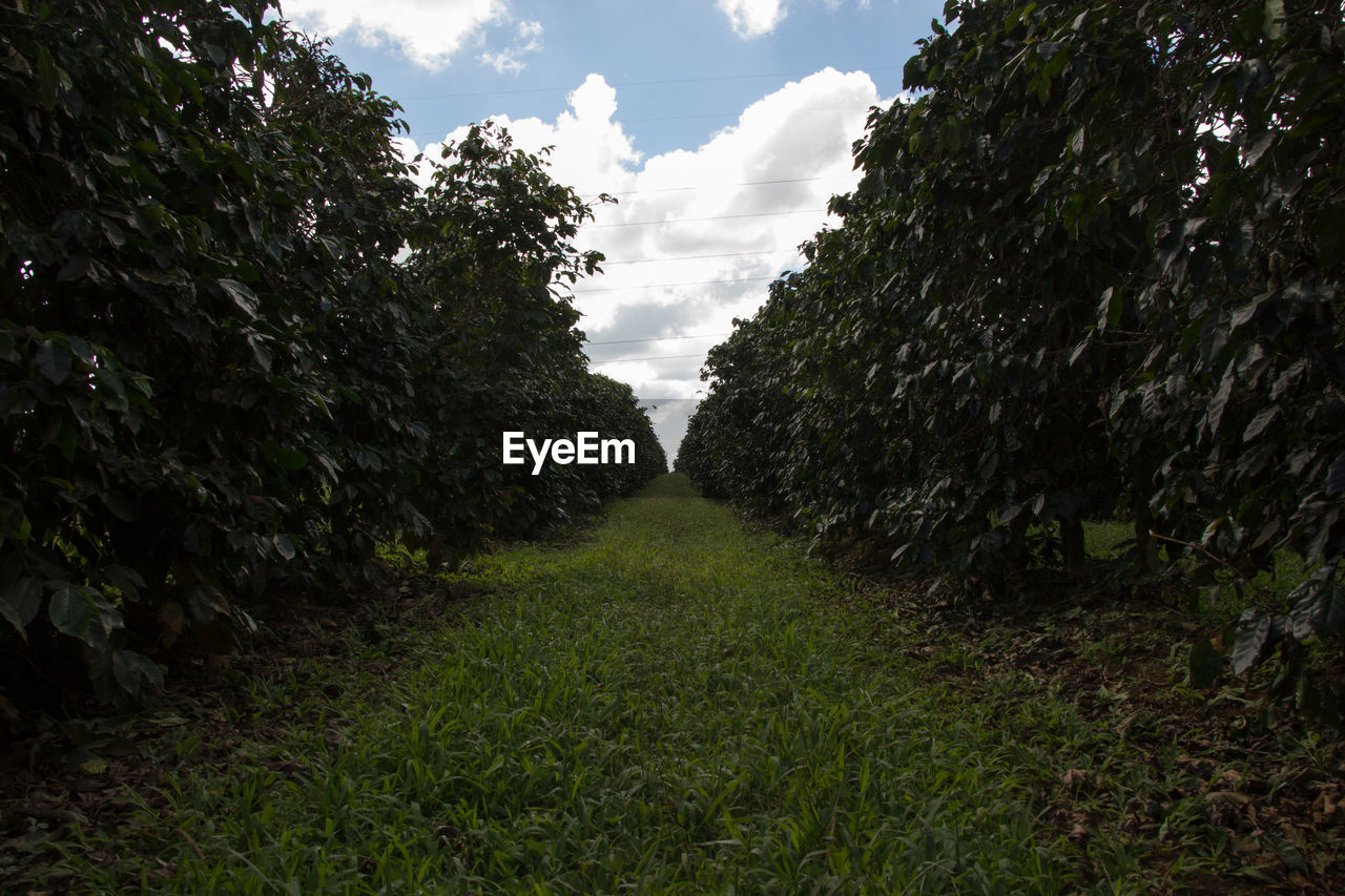 TREES GROWING ON FIELD AGAINST SKY