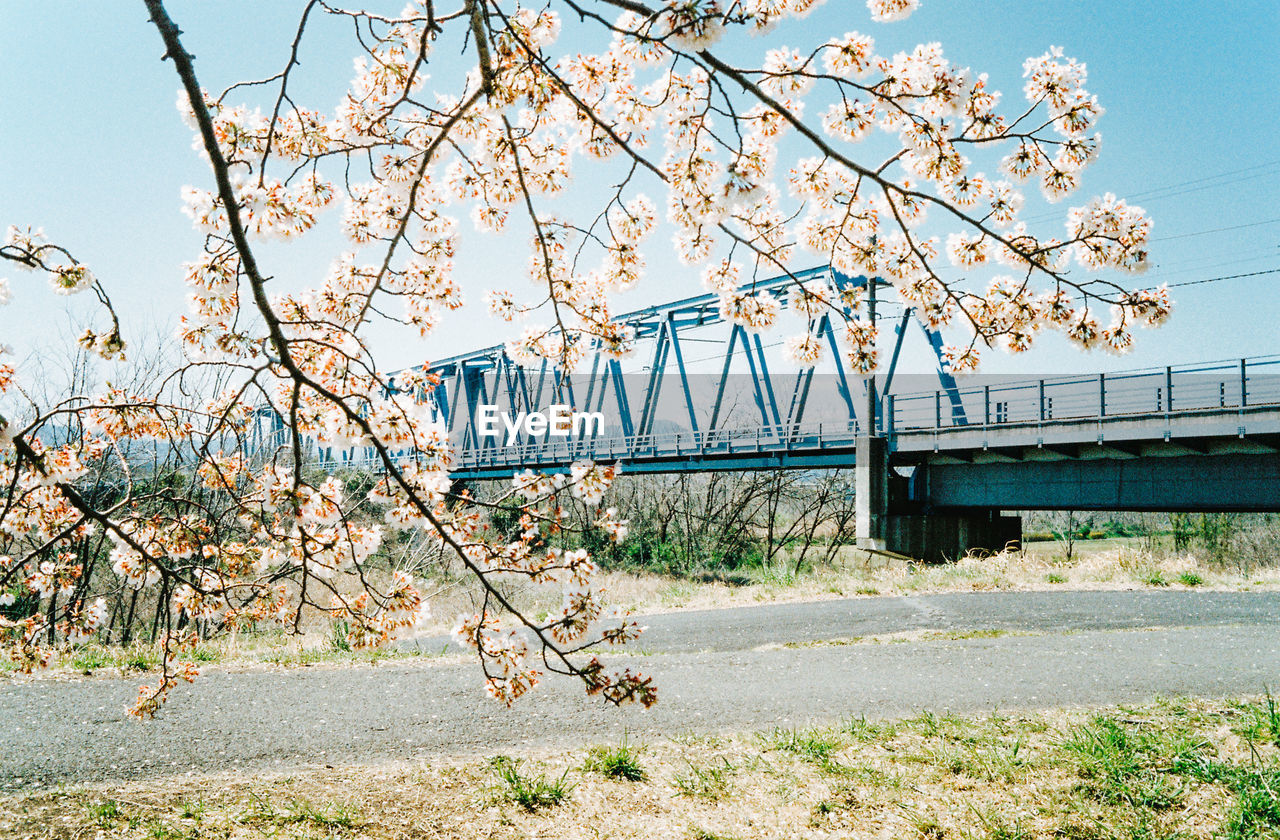 VIEW OF CHERRY BLOSSOM FROM TREE