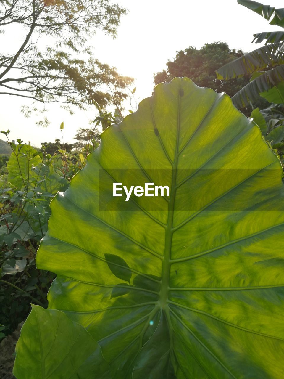 CLOSE-UP OF GREEN LEAVES