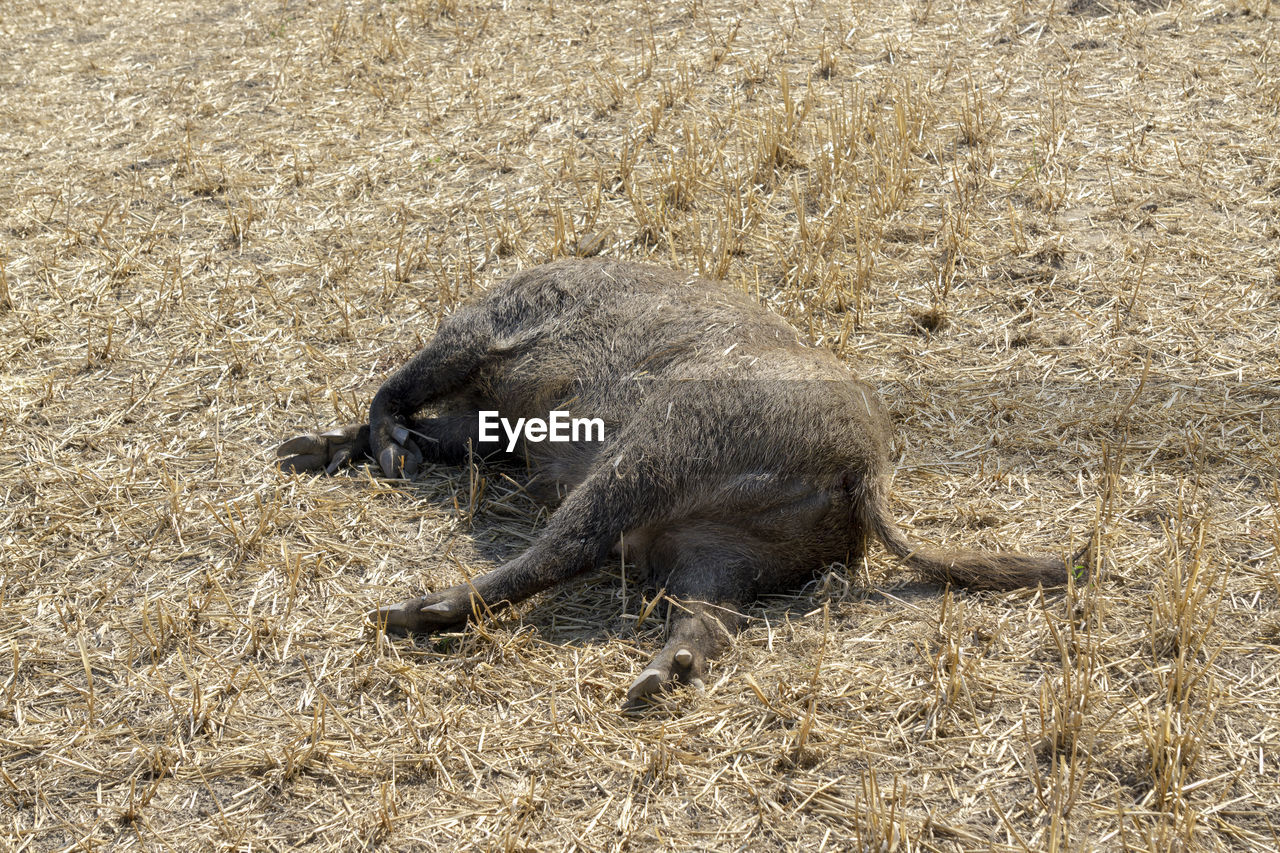 HIGH ANGLE VIEW OF ANIMAL ON FIELD