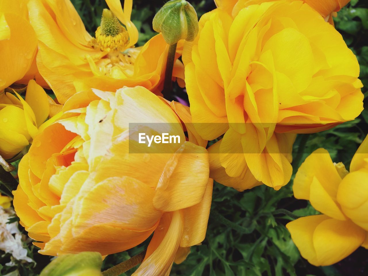 CLOSE-UP OF YELLOW FLOWERS IN BLOOM