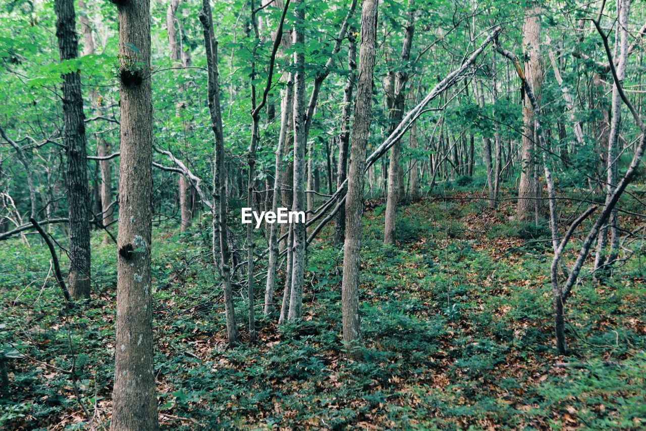 Trees in a forest