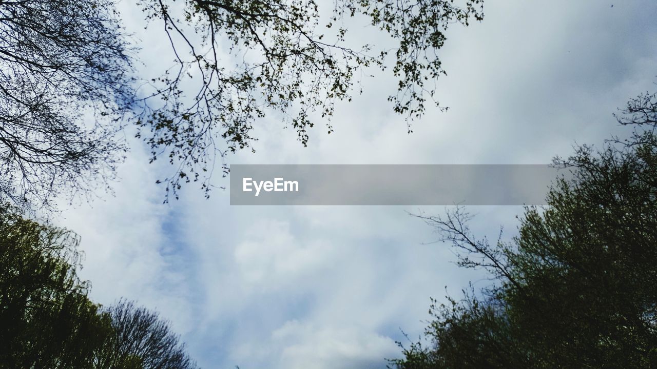 LOW ANGLE VIEW OF TREES AGAINST CLOUDY SKY