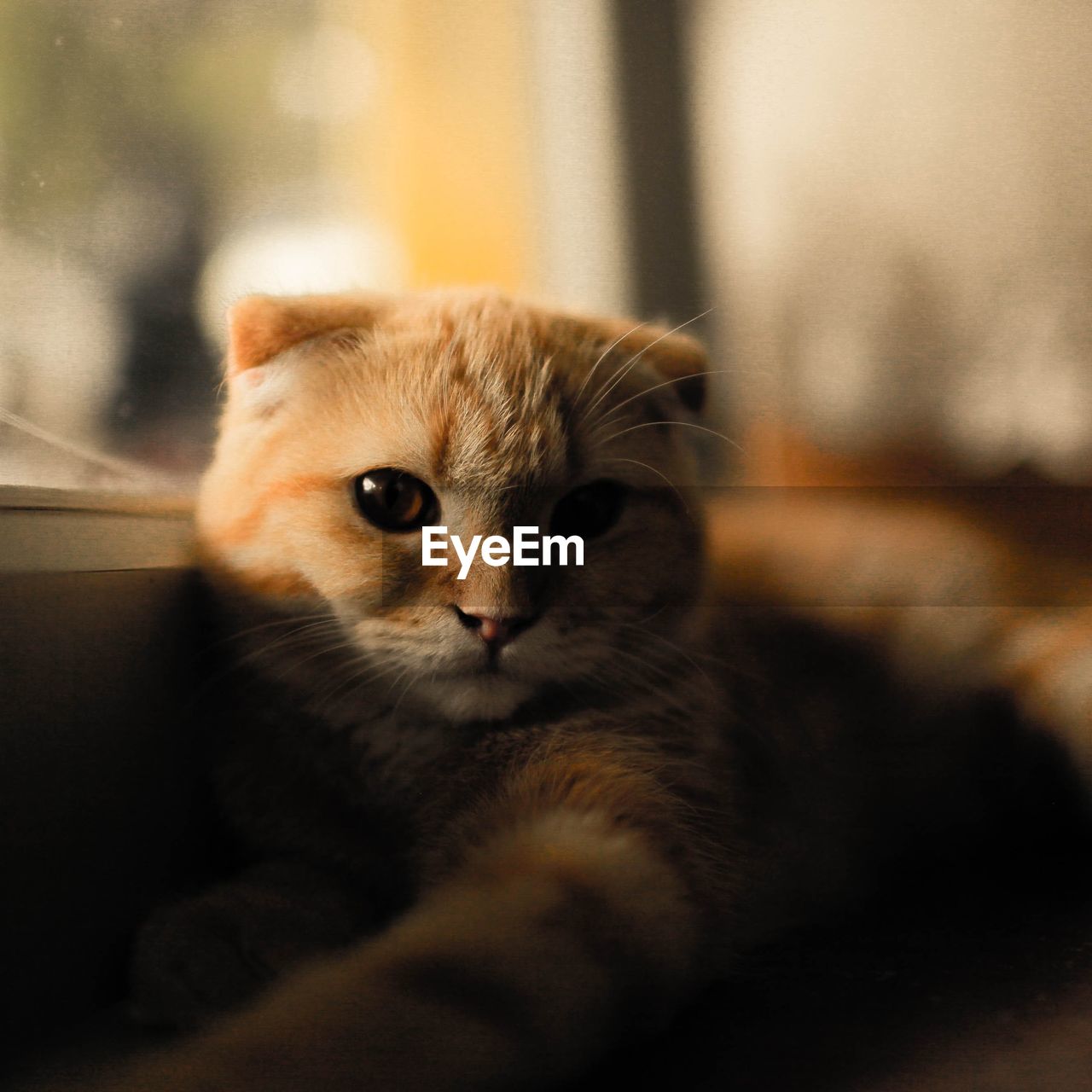 PORTRAIT OF CAT