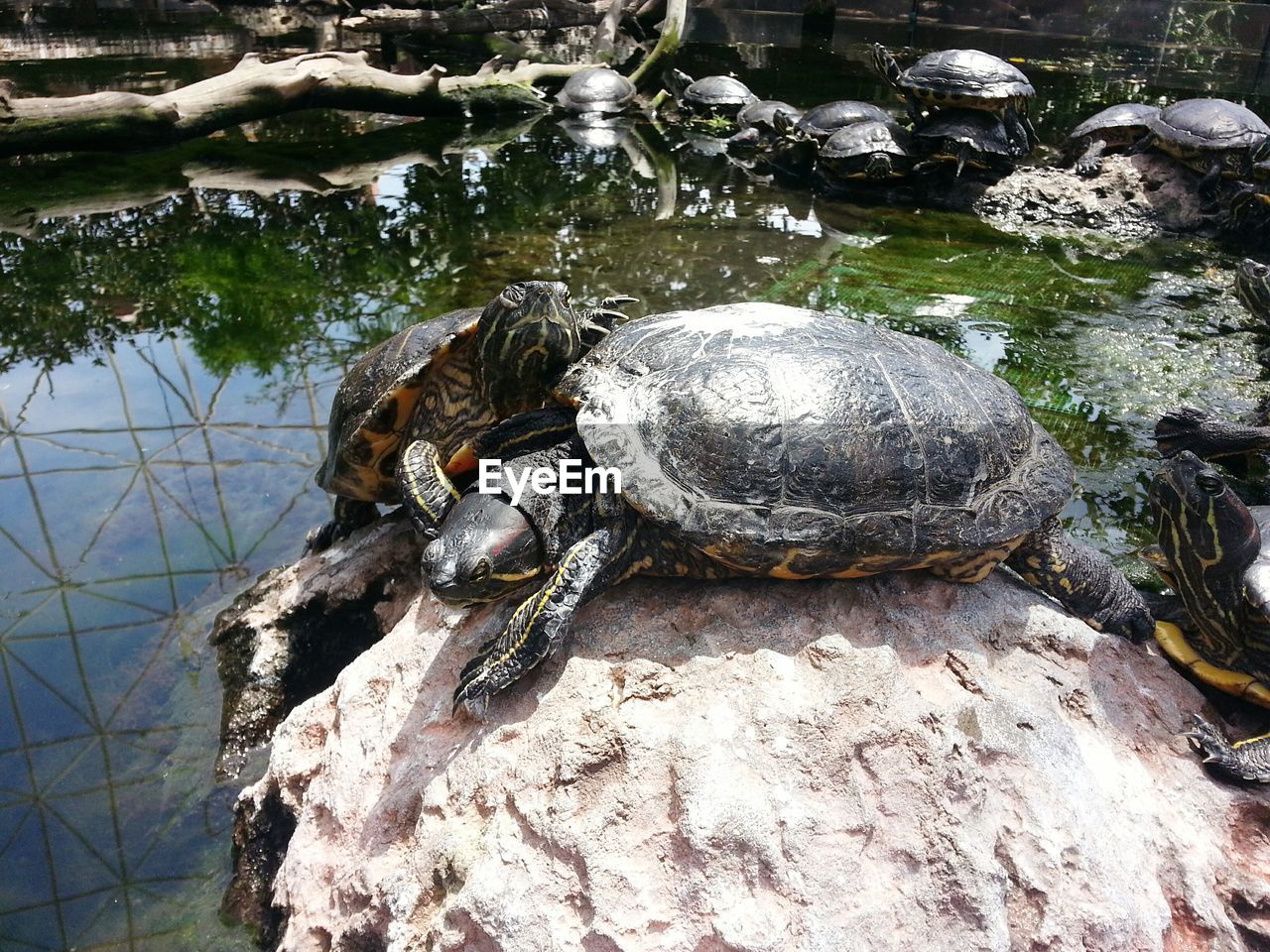 HIGH ANGLE VIEW OF CRAB ON WATER