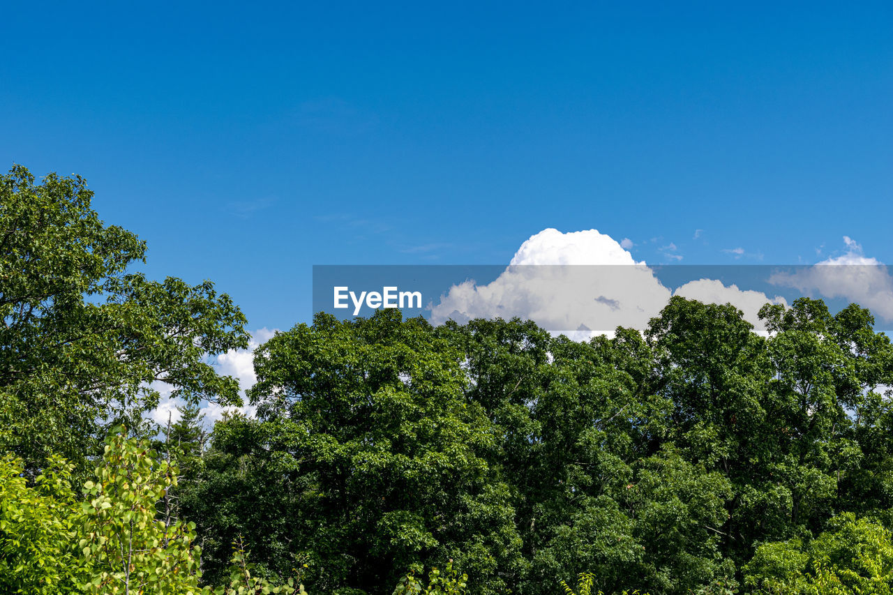 LOW ANGLE VIEW OF TREE AGAINST SKY