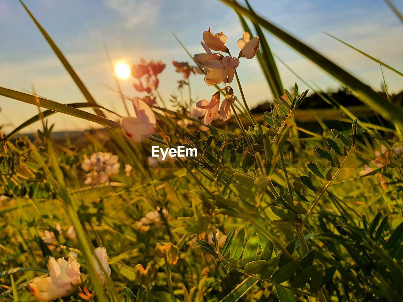 CLOSE-UP OF FLOWERING PLANT ON FIELD AGAINST SKY