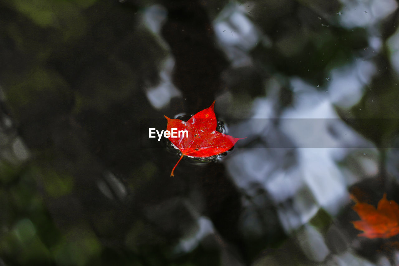 HIGH ANGLE VIEW OF RED MAPLE LEAF ON WATER