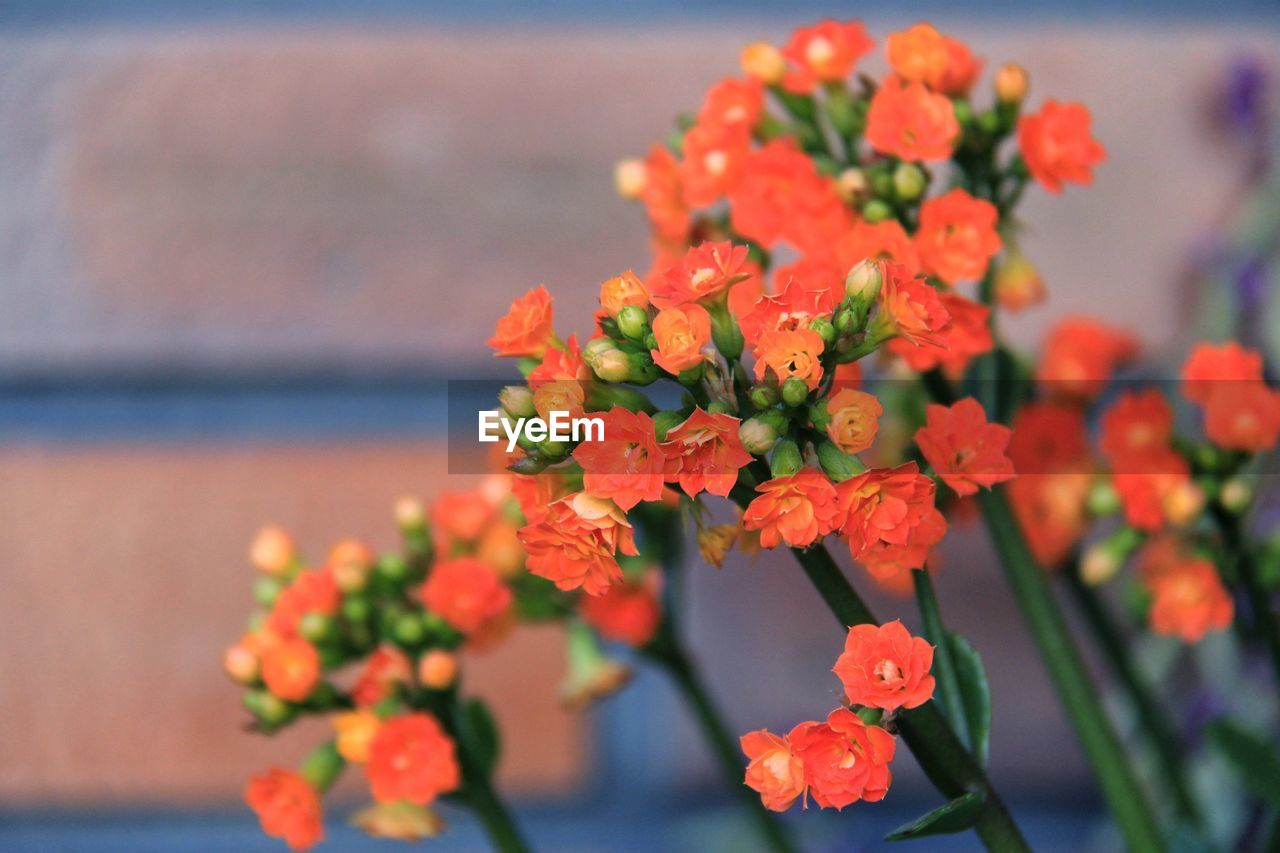 Close-up of orange flowering plant