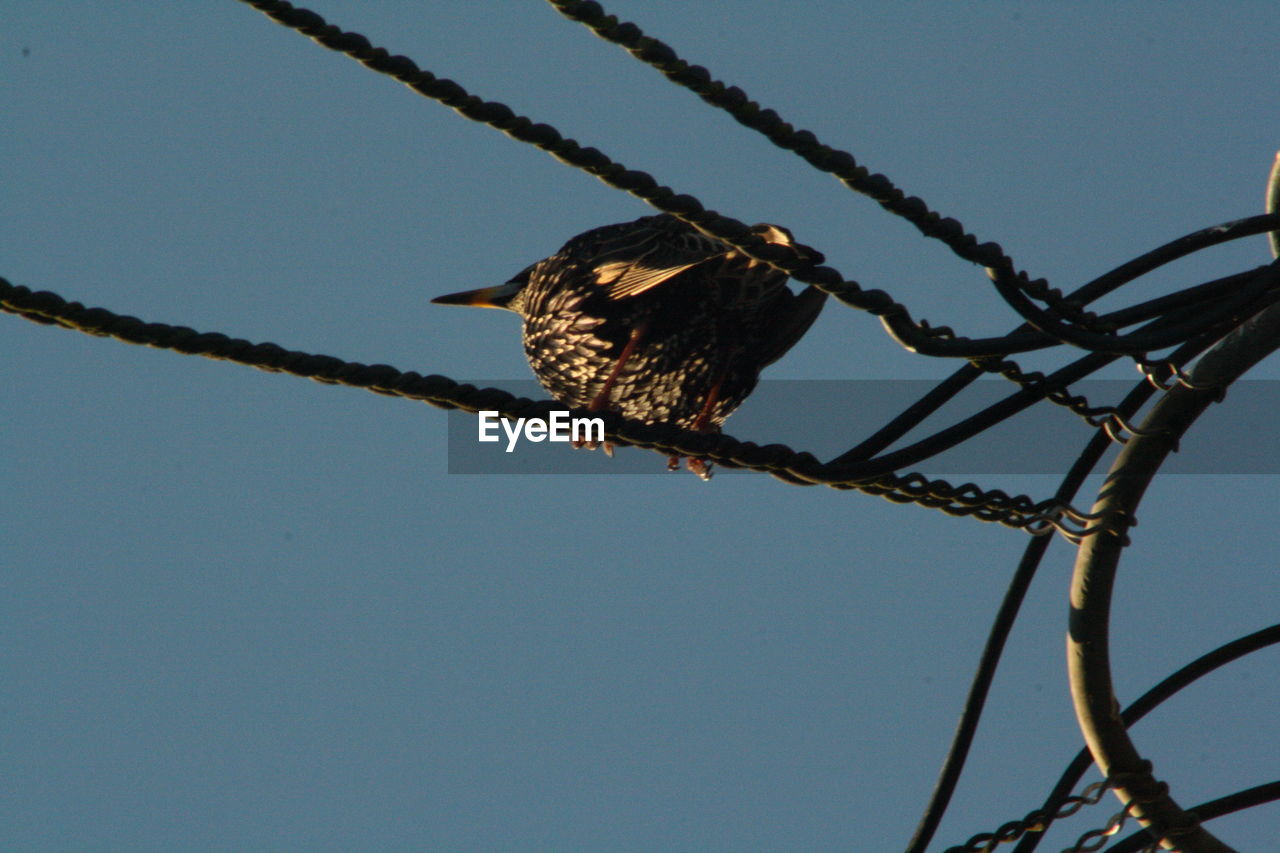 LOW ANGLE VIEW OF OWL PERCHING ON CABLE