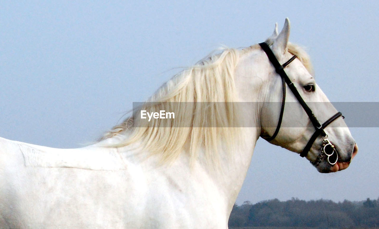 Boulonnais stallion taking a rest.