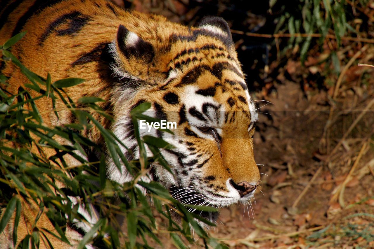 Close-up of tiger by plants in zoo