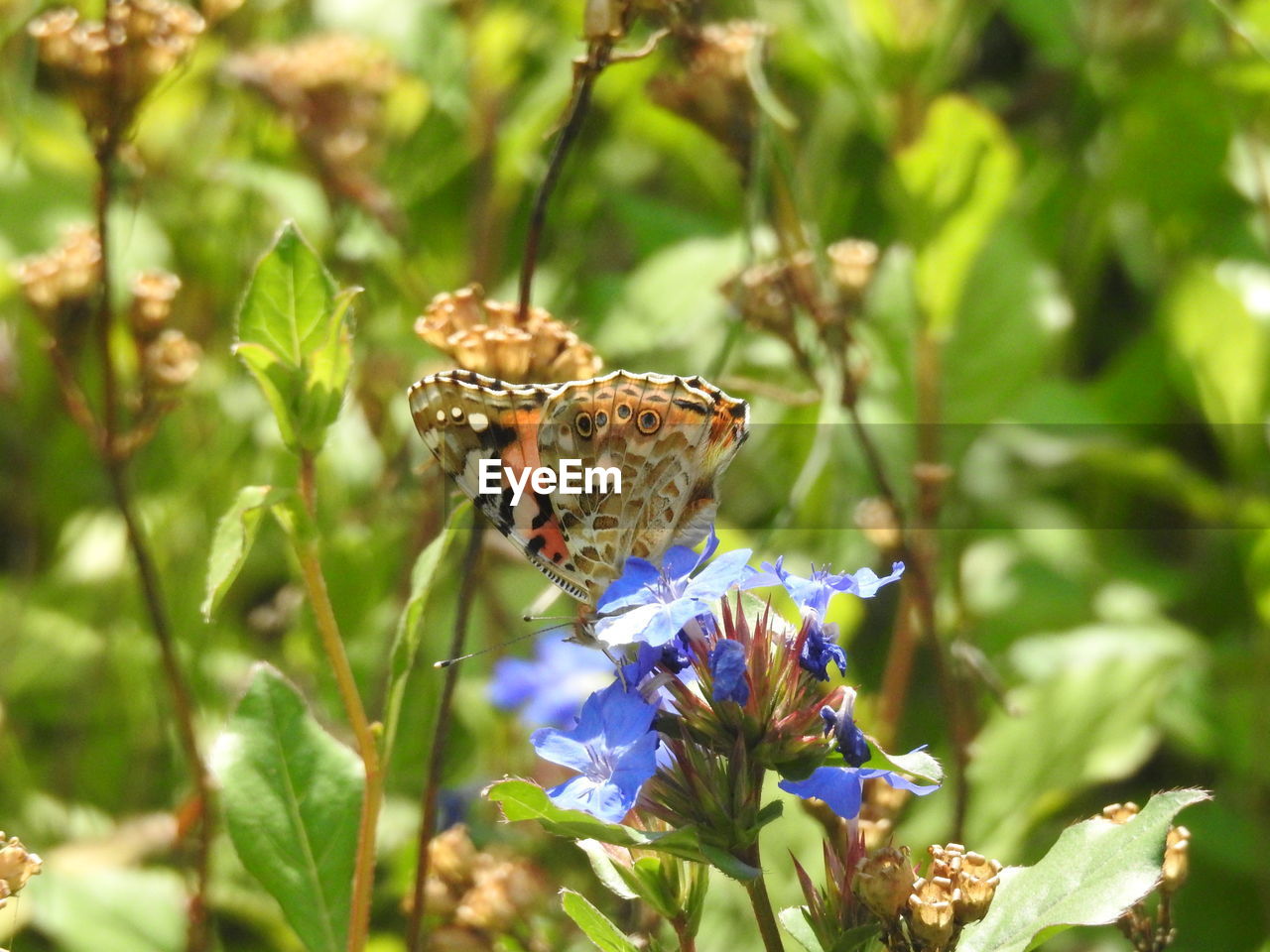 BUTTERFLY ON PURPLE FLOWER