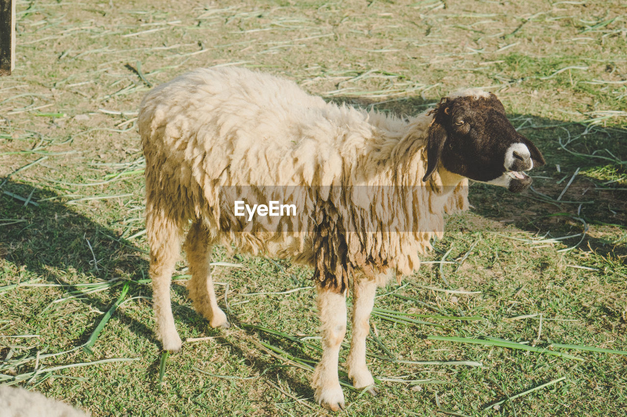 SHEEP STANDING IN FARM