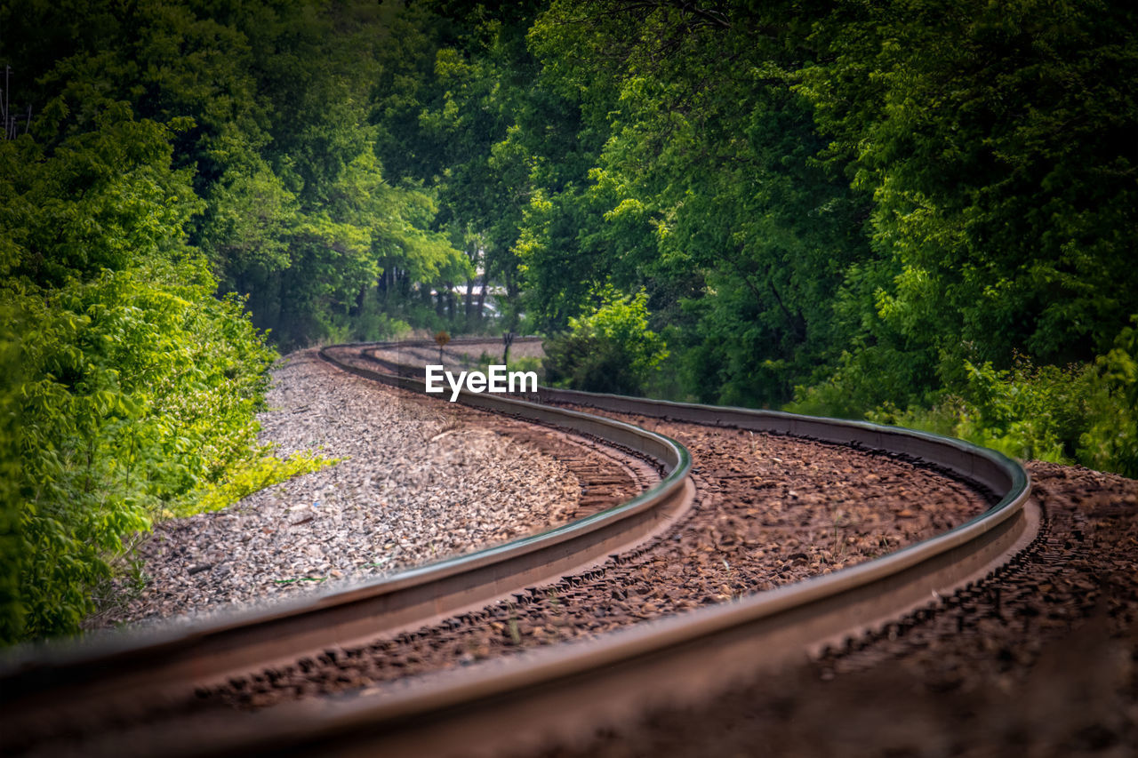 RAILROAD TRACK AMIDST TREES IN FOREST