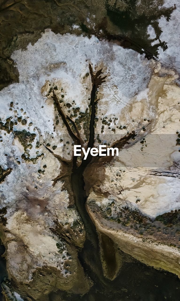 HIGH ANGLE VIEW OF LIZARD ON WATER