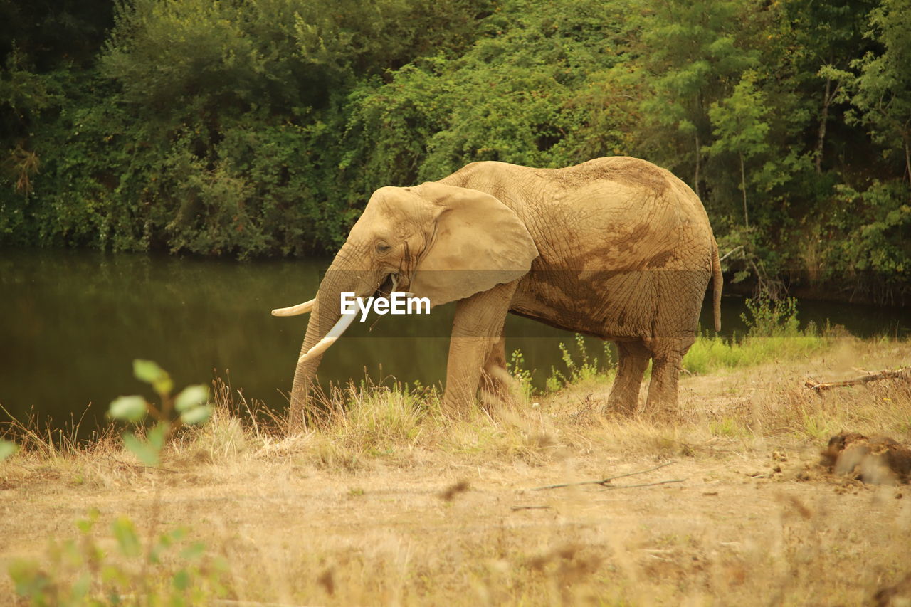 View of elephant in the forest