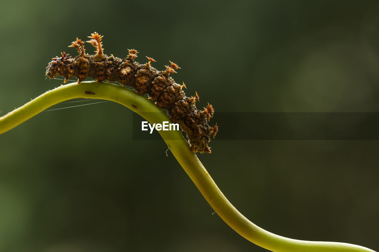 Close up of beautiful caterpillar