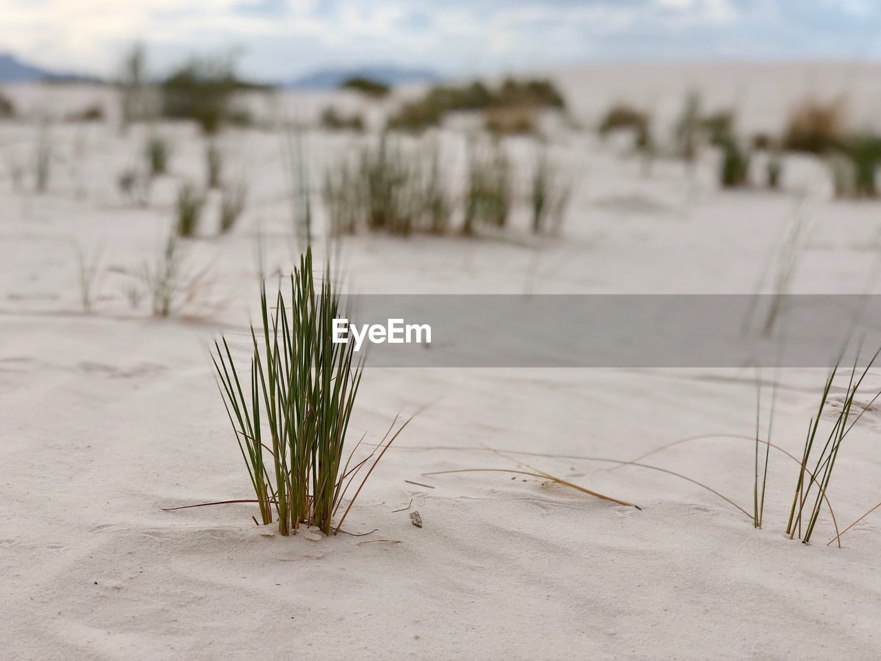 Plant growing on field