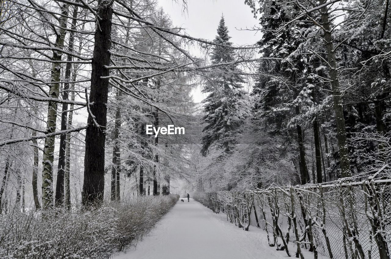 TREES IN FOREST DURING WINTER