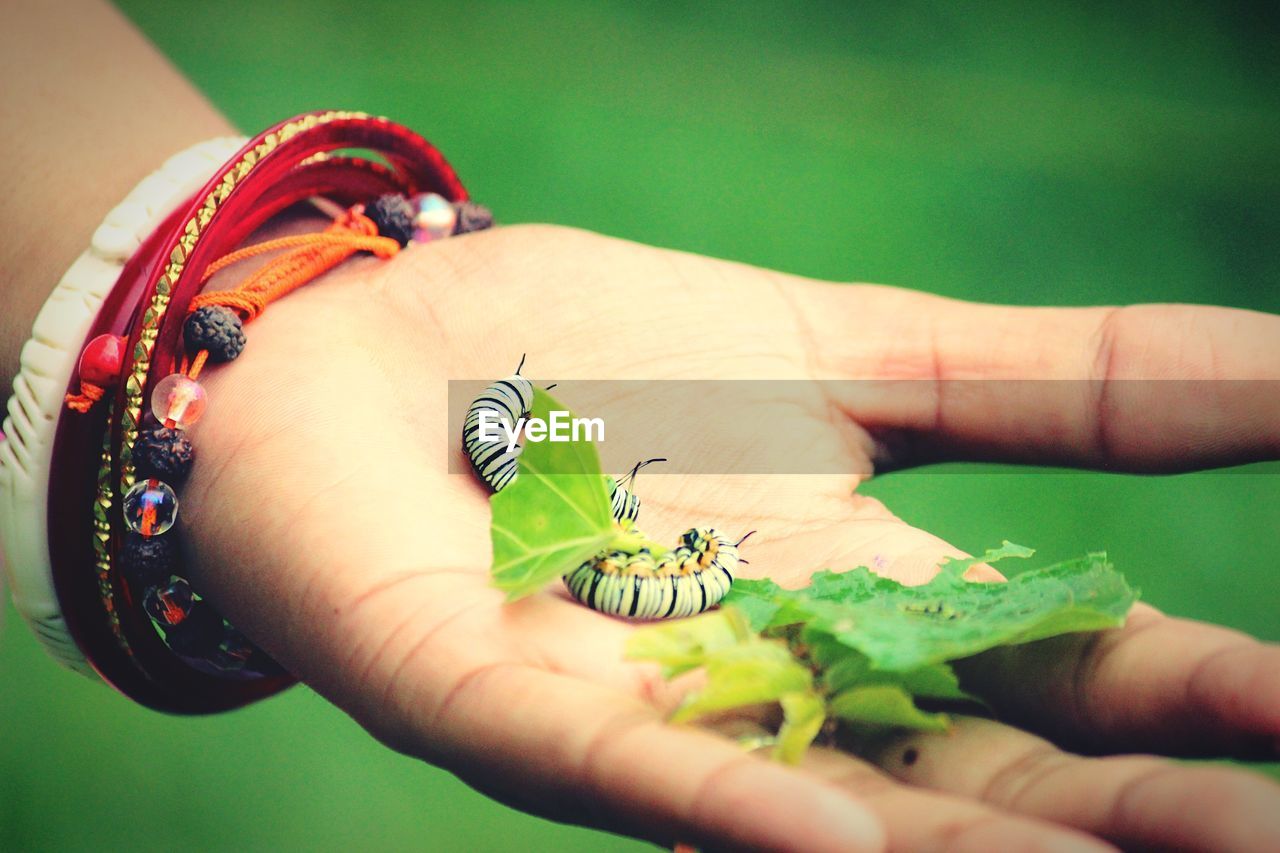 Cropped hand holding caterpillars