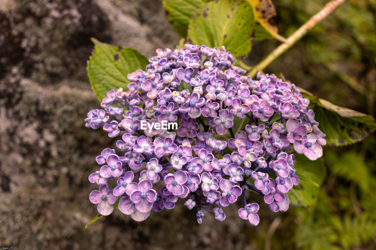 plant, flower, flowering plant, beauty in nature, purple, freshness, nature, close-up, growth, fragility, lilac, wildflower, inflorescence, petal, focus on foreground, flower head, no people, botany, day, outdoors, blossom, plant part, leaf, springtime, macro photography, pink