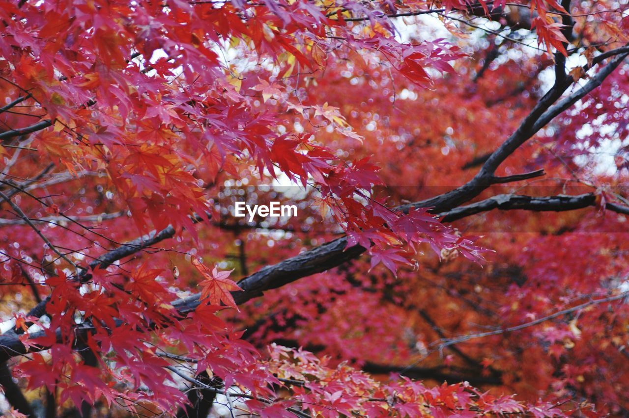 CLOSE-UP OF MAPLE LEAVES DURING AUTUMN