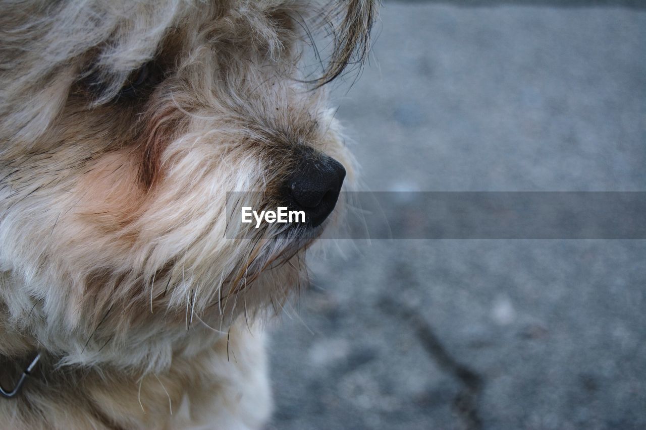 Close-up of dog on street