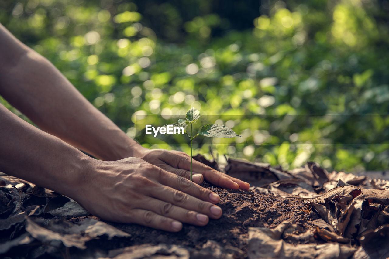 Cropped hand planting in garden