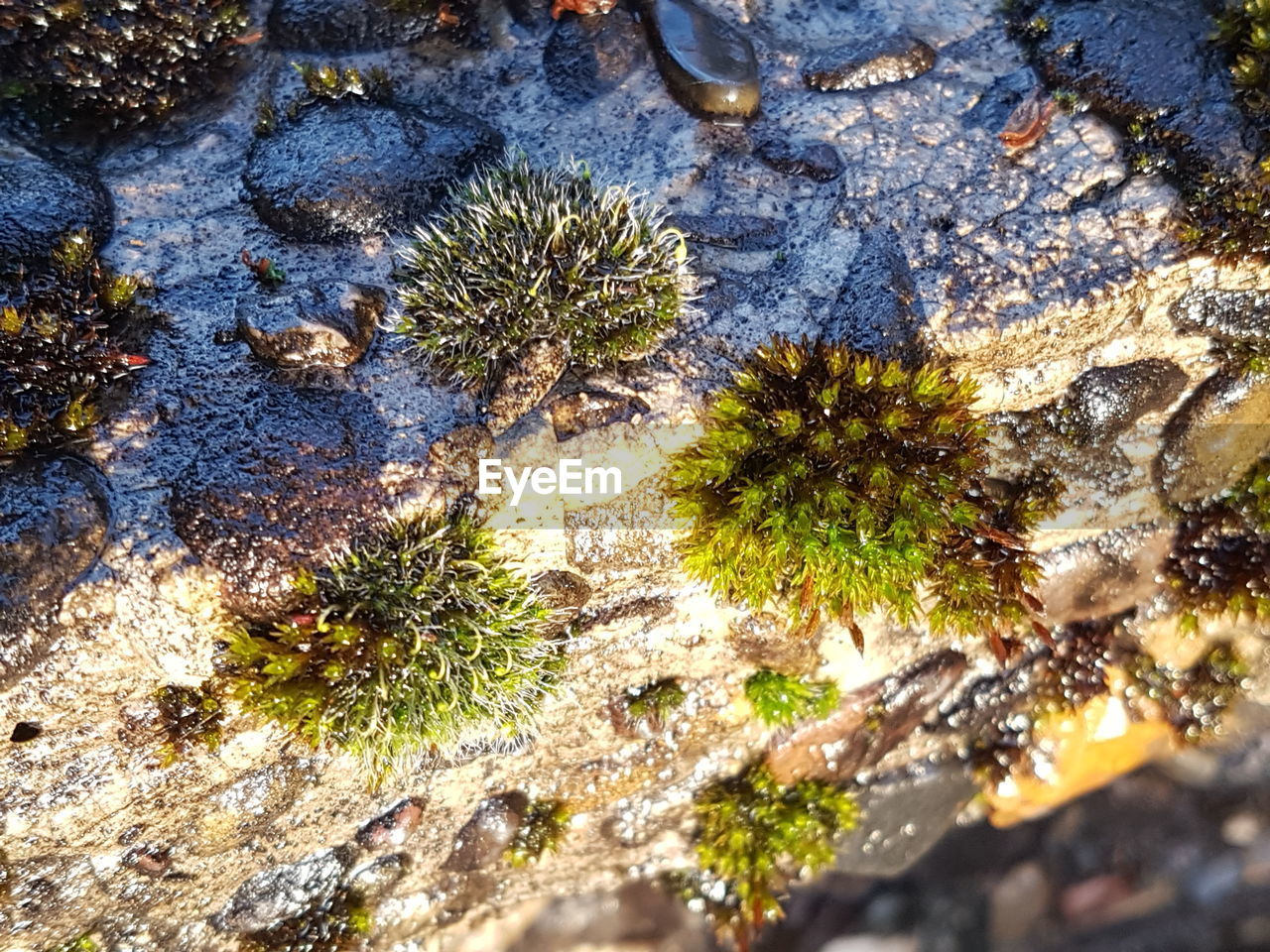 HIGH ANGLE VIEW OF PLANTS BY TREES