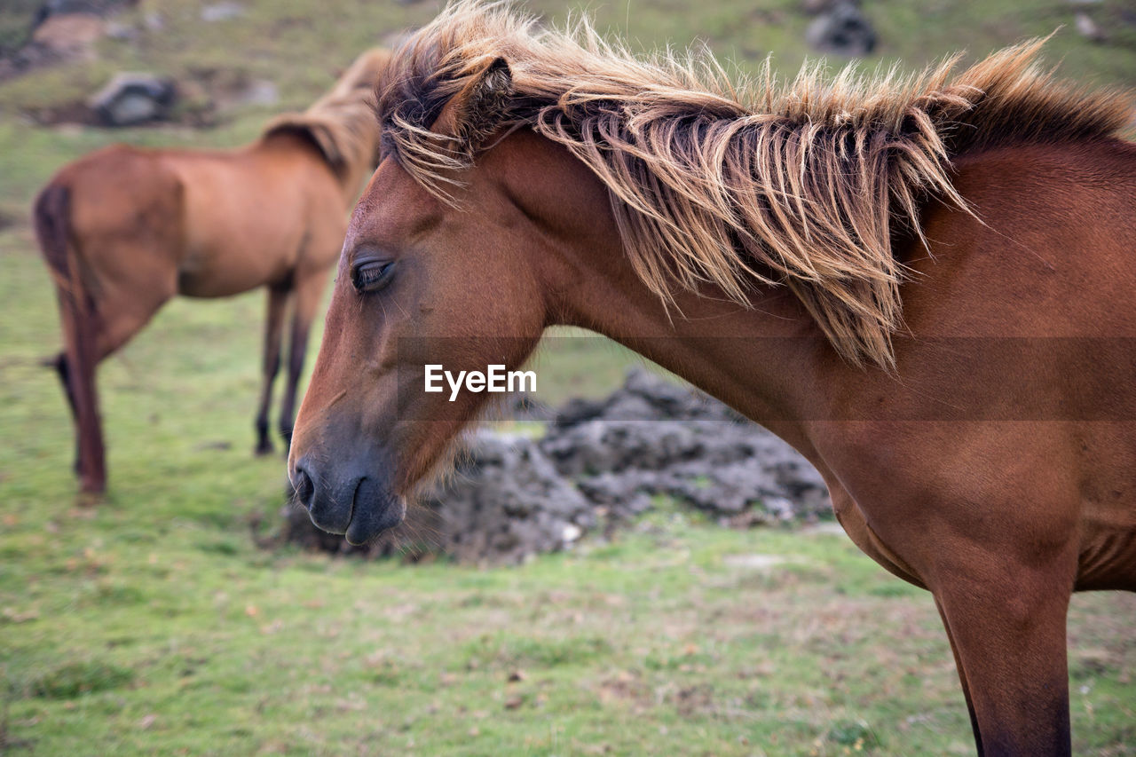 HORSE IN FIELD