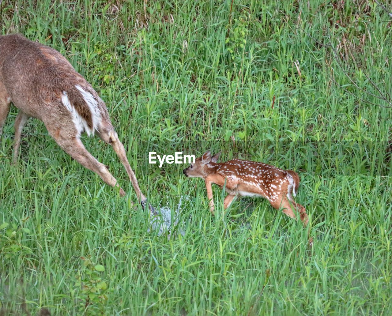 DEER ON GRASS