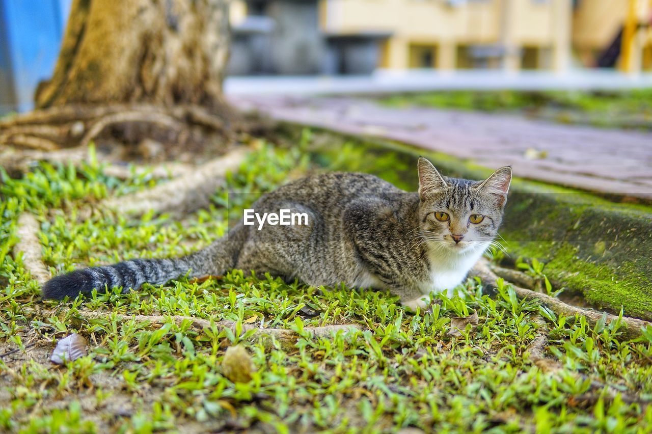 PORTRAIT OF A CAT RELAXING IN FIELD