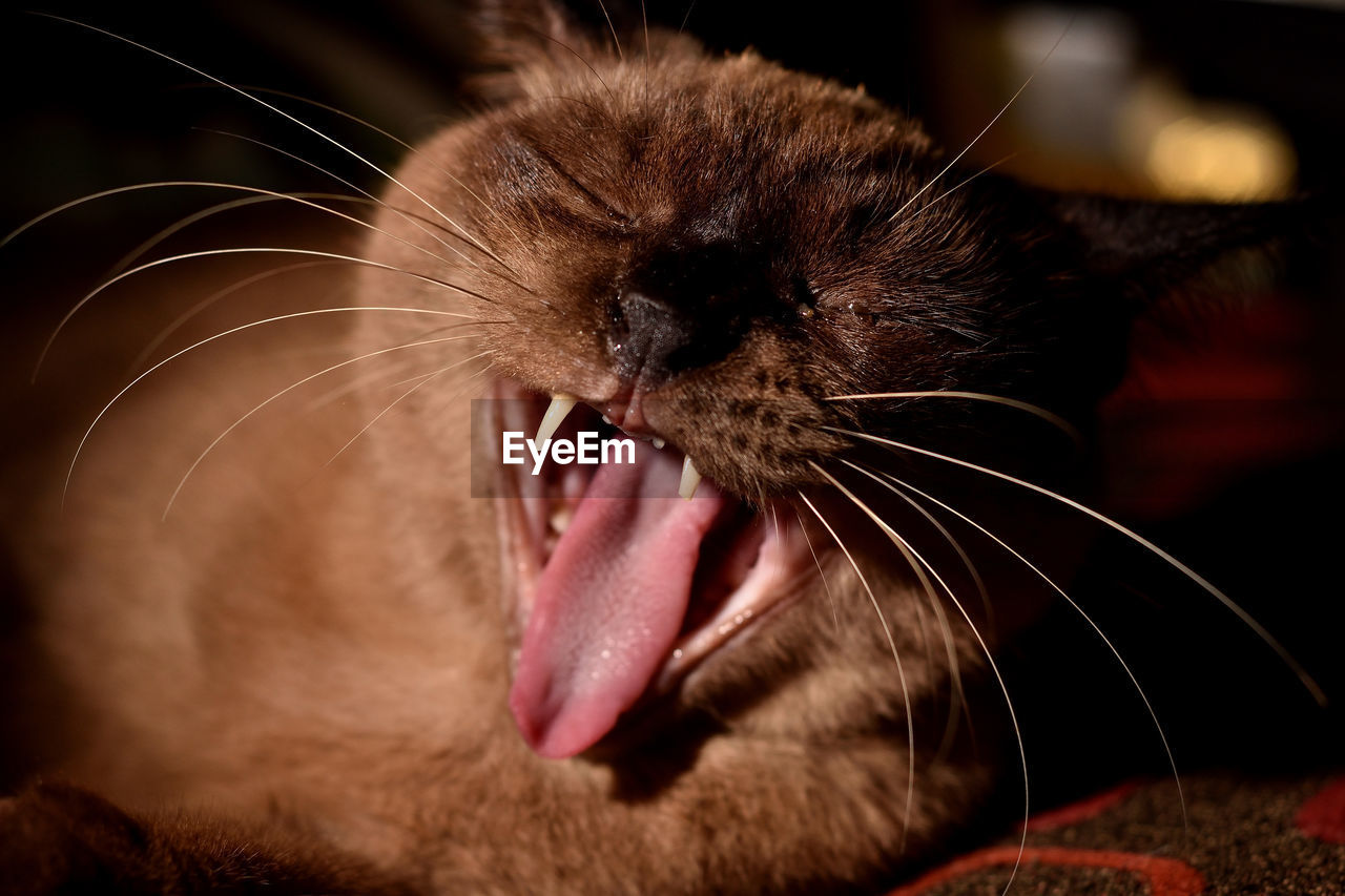 CLOSE-UP OF A CAT WITH EYES