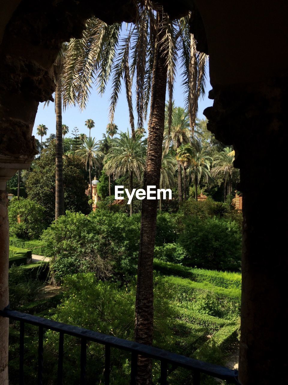 Trees and plants seen through window