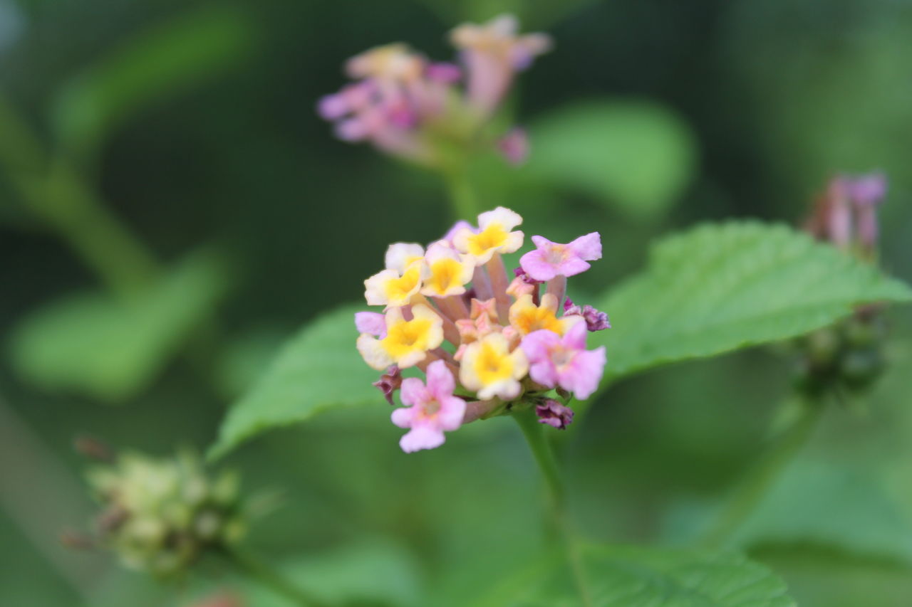 Close-up of flowers