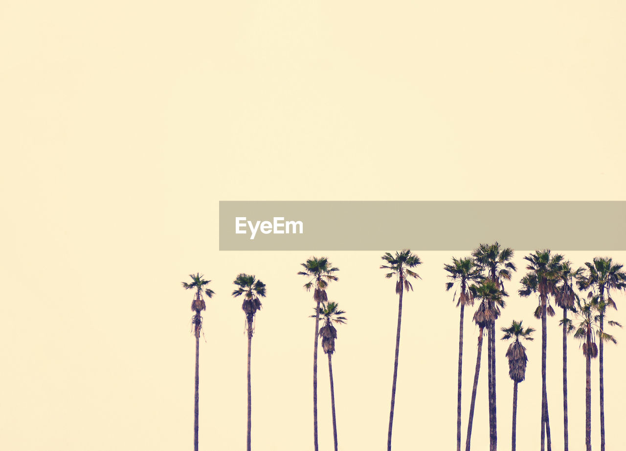 Low angle view of palm tree against clear sky