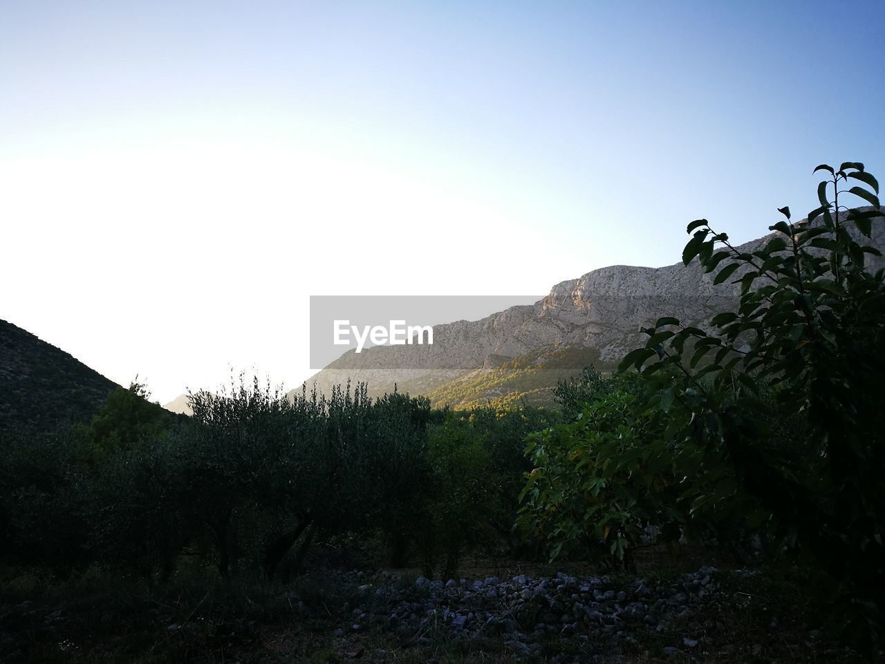 Trees growing on field by mountain against clear sky