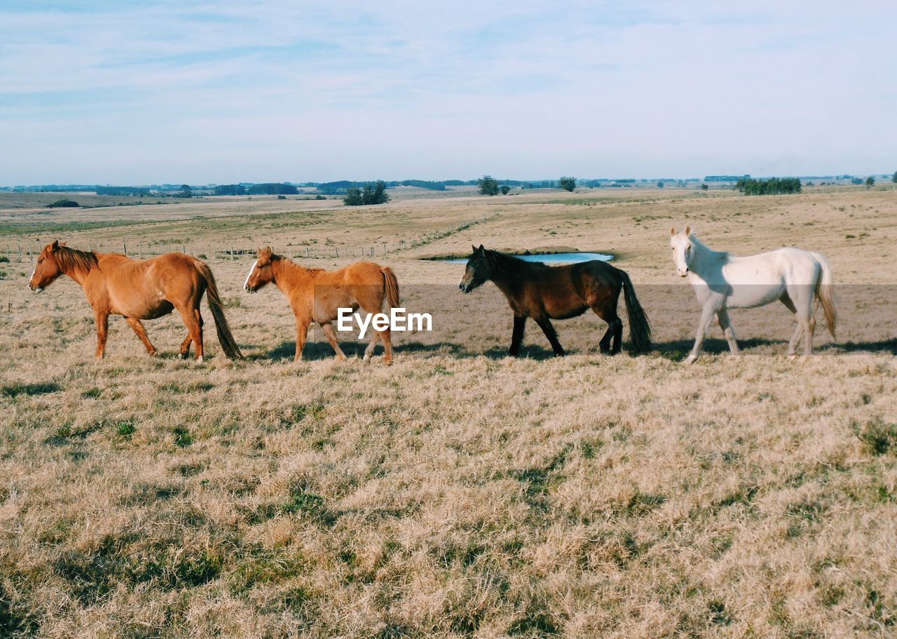 Horses grazing on field against sky