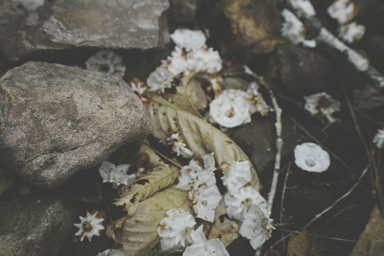 CLOSE-UP OF PLANTS