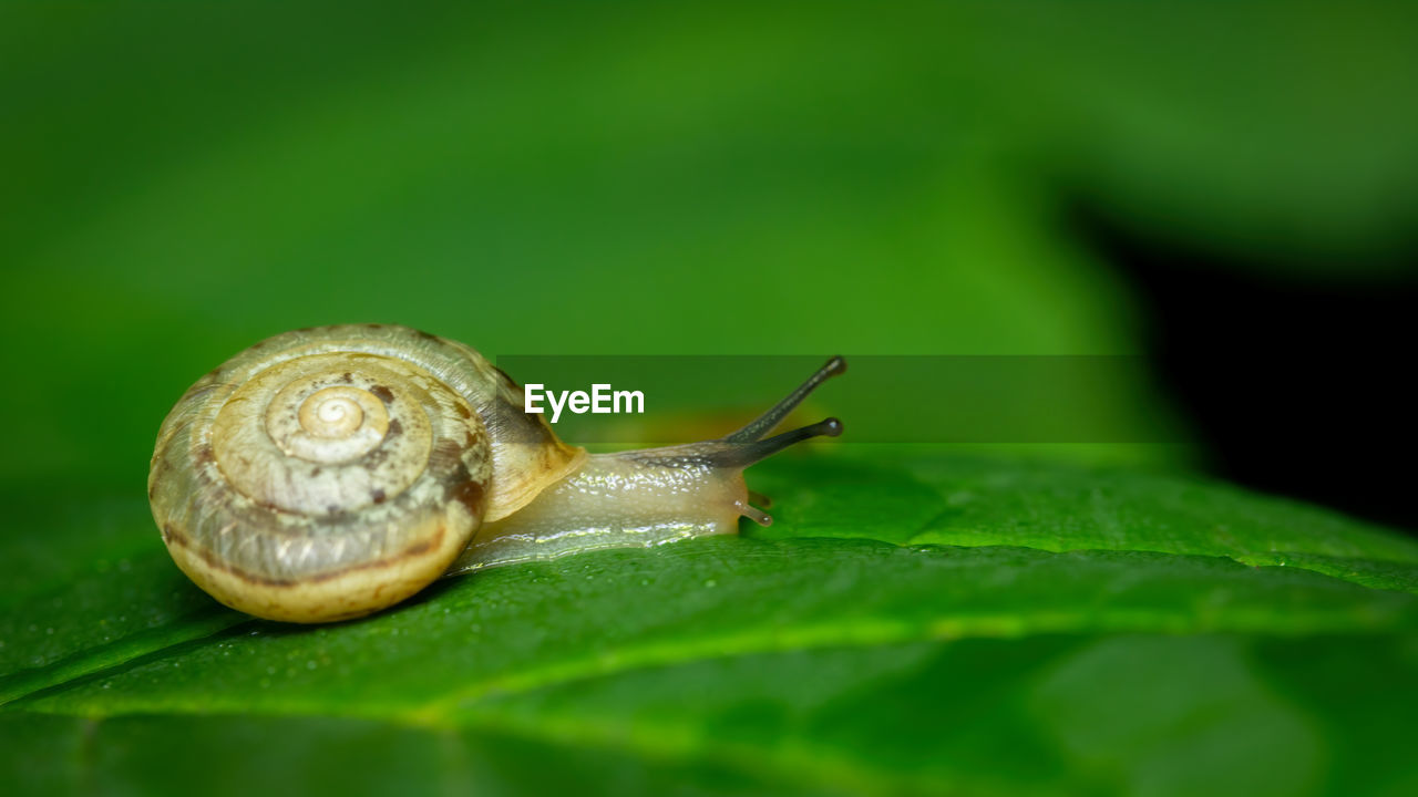 CLOSE-UP OF SNAIL