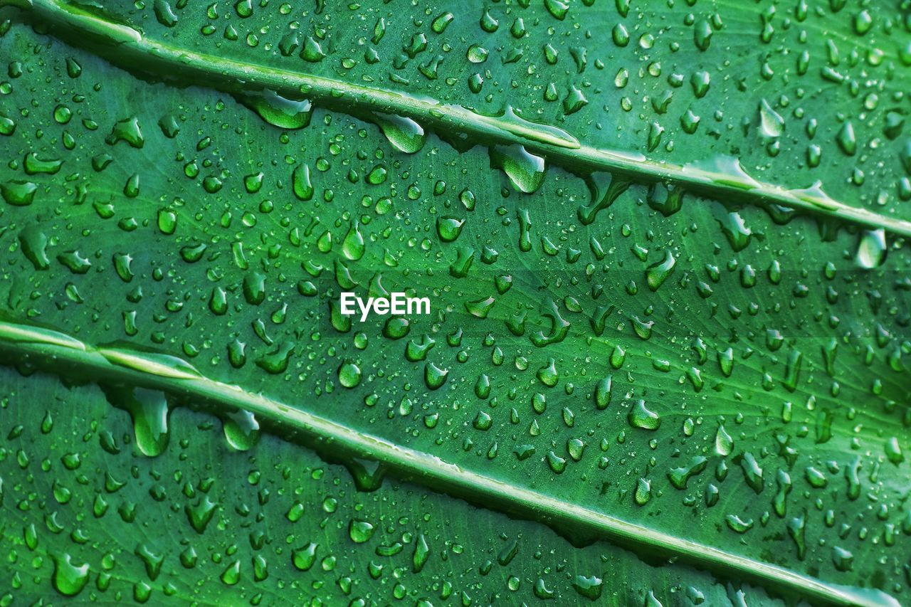 RAINDROPS ON LEAF